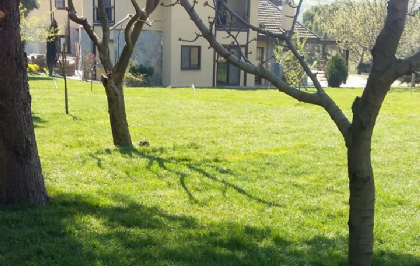 Hazır Çim Satışı